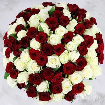 101 красная и белая роза